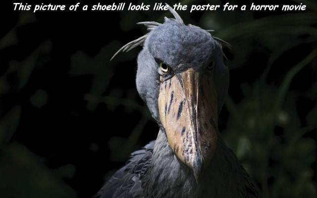 cool shoebill bird - This picture of a shoebill looks the poster for a horror movie