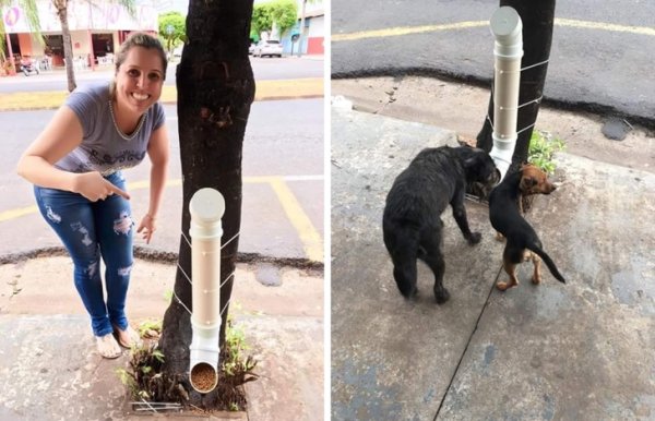 A solution to feeding stray dogs.