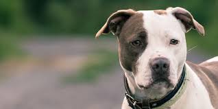 Pit Bull Terriers-While you might love your dog, the companies that carry the insurance for your house, apartment, or condominium might not. In fact, your dog's breed might determine whether or not an insurance company is even willing to provide coverage for your home.