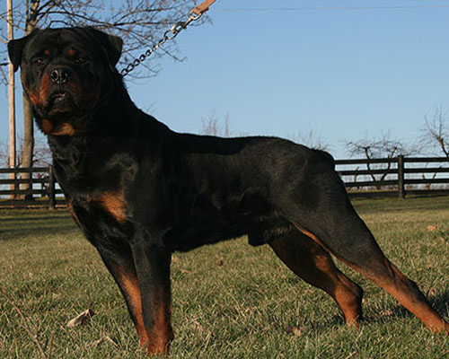 Rottweilers-The dog breeds which can be found on these lists seem to be drawn from a series of research studies such as one commissioned by the U.S. National Center for Injury Prevention and Control that was published in 2000. It looked at the statistics on fatal dog bites (click here to read more about this). However, it seems as though any dog bite incident that receives wide media coverage can also land a dog breed on such a list. Thus the Presa Canario was a dog breed that few people had heard of prior to the media coverage of a 2001 incident in San Francisco