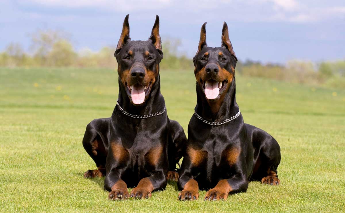 Doberman Pinschers-Nonetheless there are some insurers that do not use a banned dog list, and some other companies that will allow a household to be insured simply by excluding coverage for liabilities due to damage caused by a dog.