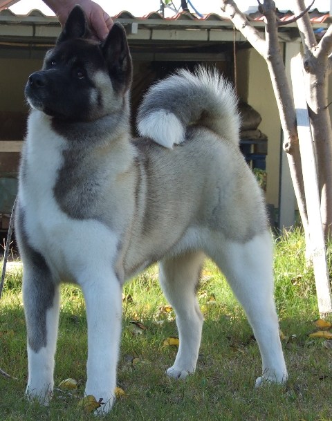 Akitas-Looking at the various uninsurable dog lists I found a reasonable amount of variability as to which breeds were to be allowed or disallowed