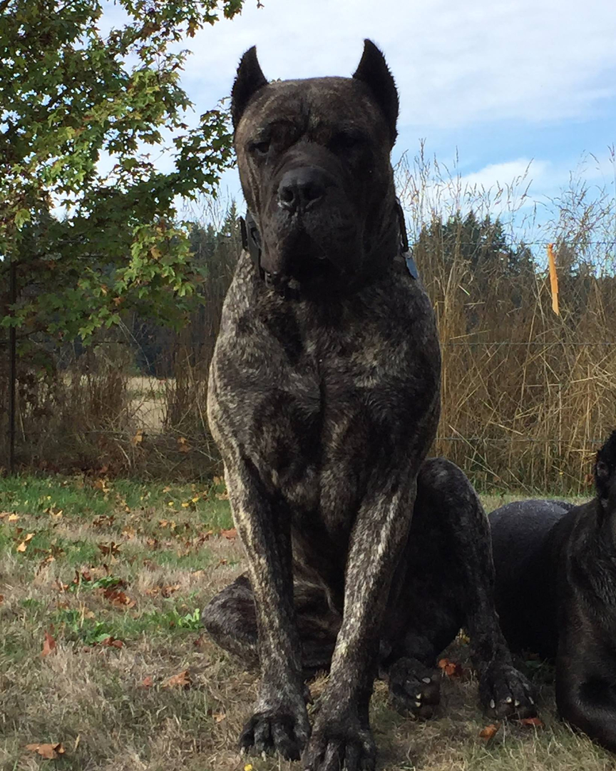 Mastiffs-Most of these blacklisted not only the specific breed but any mixed breed that presumably included a genetic relationship to one of the banned breeds