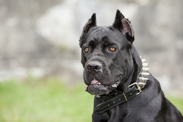 14 Dangerous Dog Breeds May Be Blacklisted by Insurance