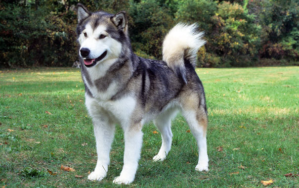 Alaskan Malamutes-That situation is bound to lead to some odd choices as to which breeds are uninsurable. For example, take the experience of Michael Richbourg of Atlanta, Georgia. While he was being pre-screened for a home insurance policy he was asked if he owned any dogs. He answered that he had two mixed breeds and while he wasn't sure about one of them he thought that the other appeared to be mostly Schipperke (pronounced "skipper-key"). At that point the agent said that he could not process the insurance application further since his company had blacklisted the Schipperke as being a high risk breed