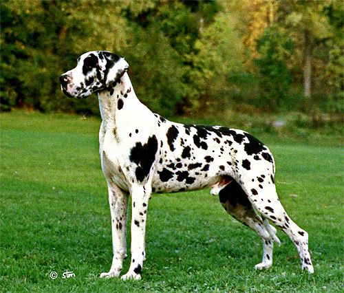 Great Danes-Suffice to say check into your coverage before aquiring one of these pets