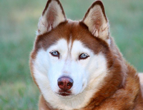 Siberian Huskies-As most of these dogs if raised with loving care and proper training can be the ultimate companions