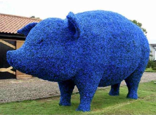topiary pig