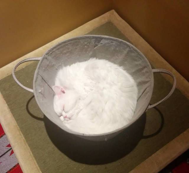 bowl of flour cat