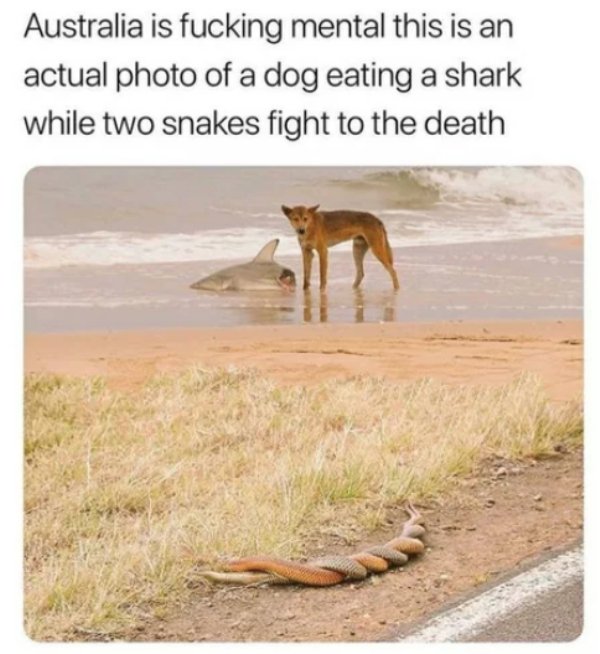 dingo eating shark snakes - Australia is fucking mental this is an actual photo of a dog eating a shark while two snakes fight to the death