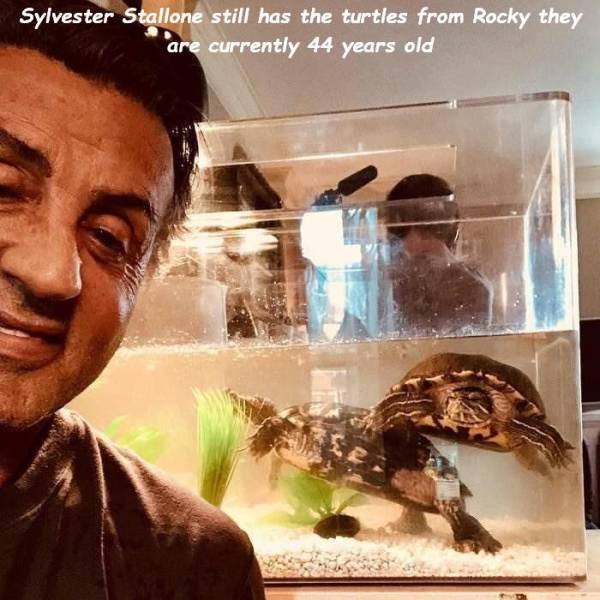 sylvester stallone turtles - Sylvester Stallone still has the turtles from Rocky they are currently 44 years old