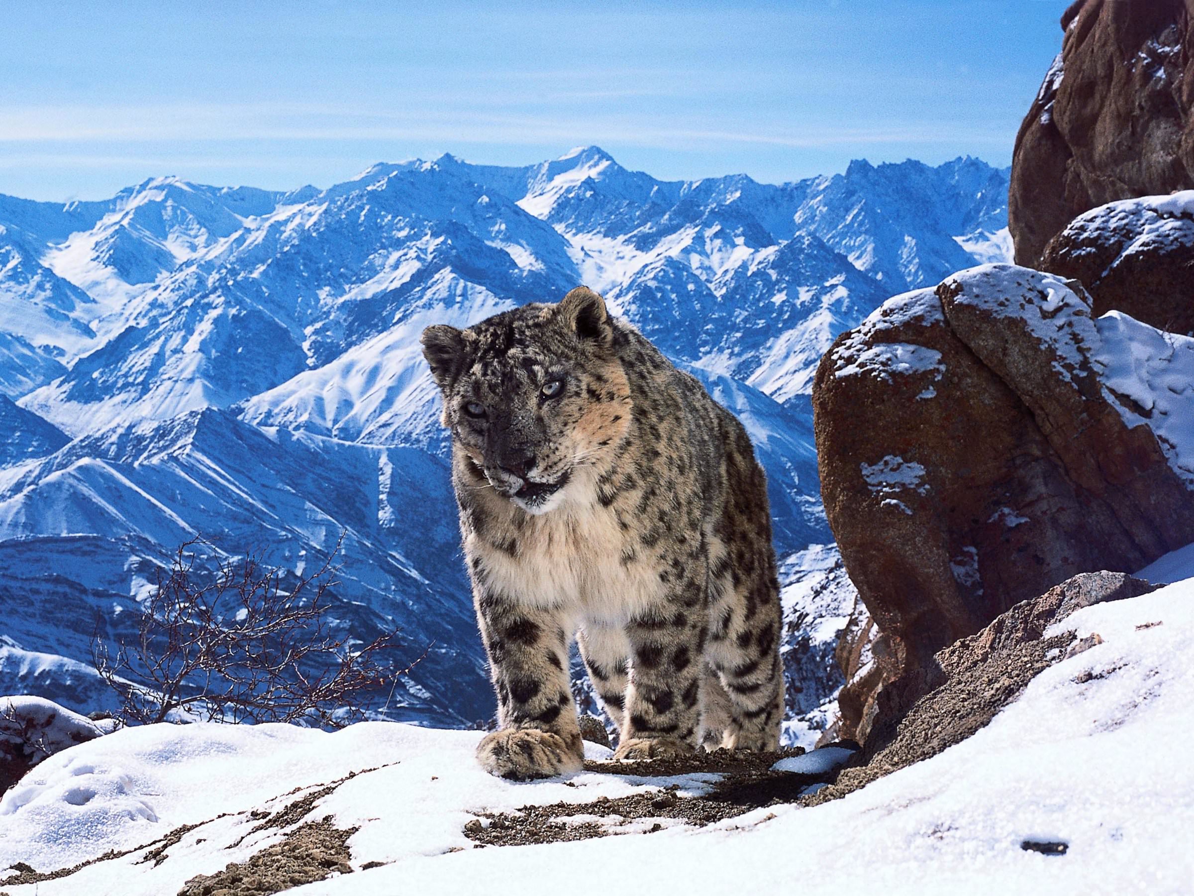 "Snow Leopard", Himalayas