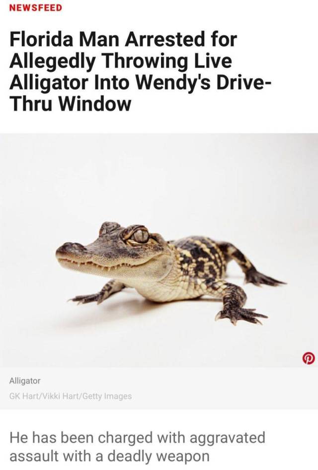 cute alligator white background - Newsfeed Florida Man Arrested for Allegedly Throwing Live Alligator Into Wendy's Drive Thru Window Alligator Gk HartVikki HartGetty Images He has been charged with aggravated assault with a deadly weapon