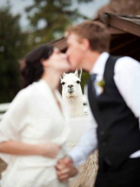 wedding animals photo bombing