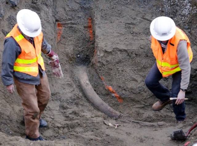 A fossilized Mammoth tusk-Workers at a Seattle construction site found an 8-foot tusk belonging to a 60,000 year old Wooly Mammoth. It currently lives at the Burke Museum of Natural History and Culture in Seattle.