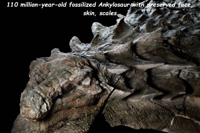 dinosaur mummy - 110 millionyearold fossilized Ankylosaur with preserved face, skin, scales