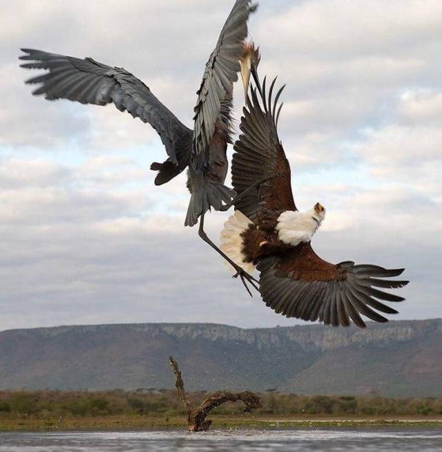 eagle attacks heron