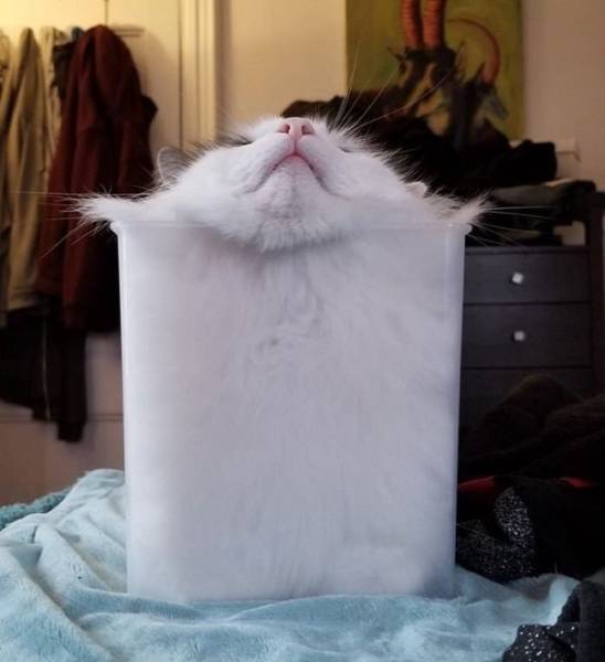 proof cats are liquid