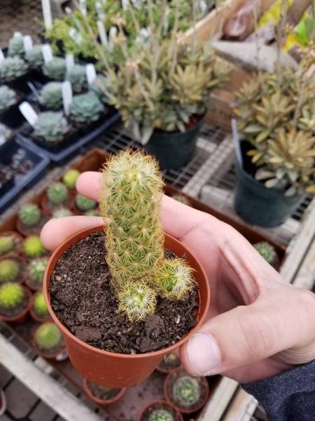 funny shaped cactus -