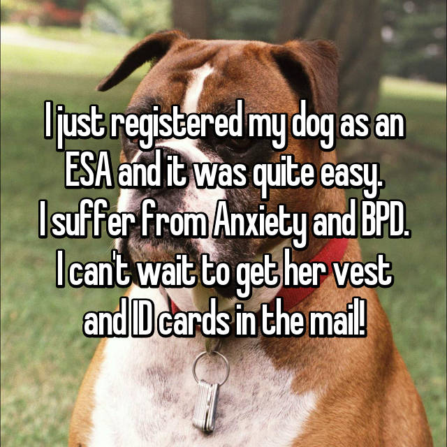 19 Confessions About Service Dogs/Pets May Shock You