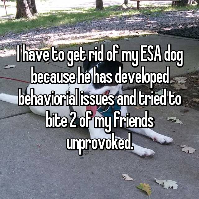 19 Confessions About Service Dogs/Pets May Shock You