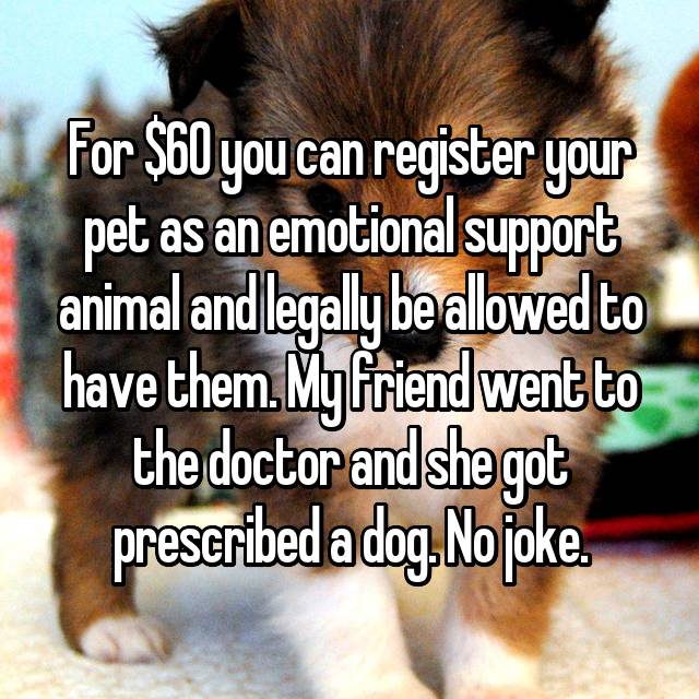 19 Confessions About Service Dogs/Pets May Shock You