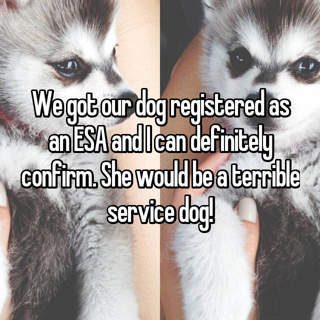 19 Confessions About Service Dogs/Pets May Shock You