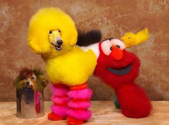 random pic dyed poodle