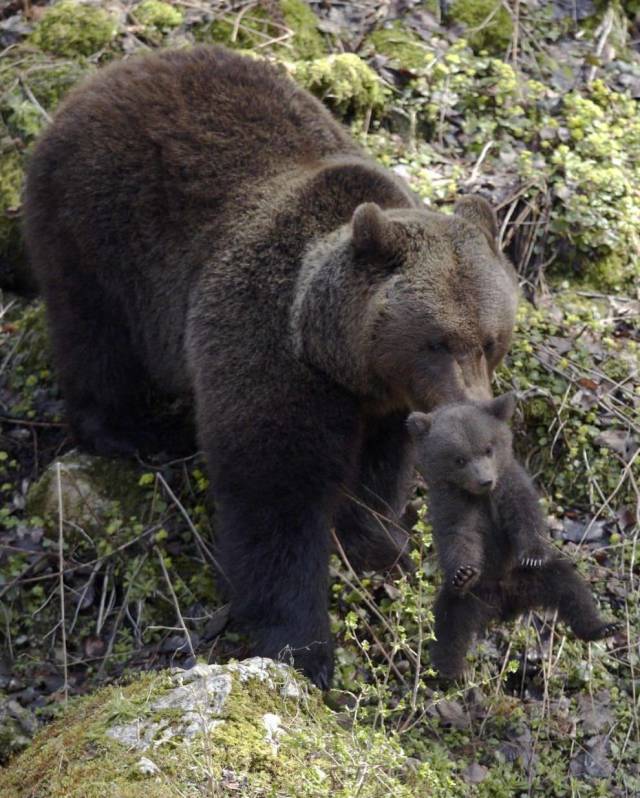 random pic mother bear carrying cub