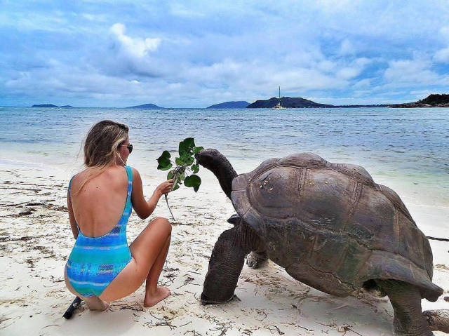 Girl on the beach feeding a giant turtle