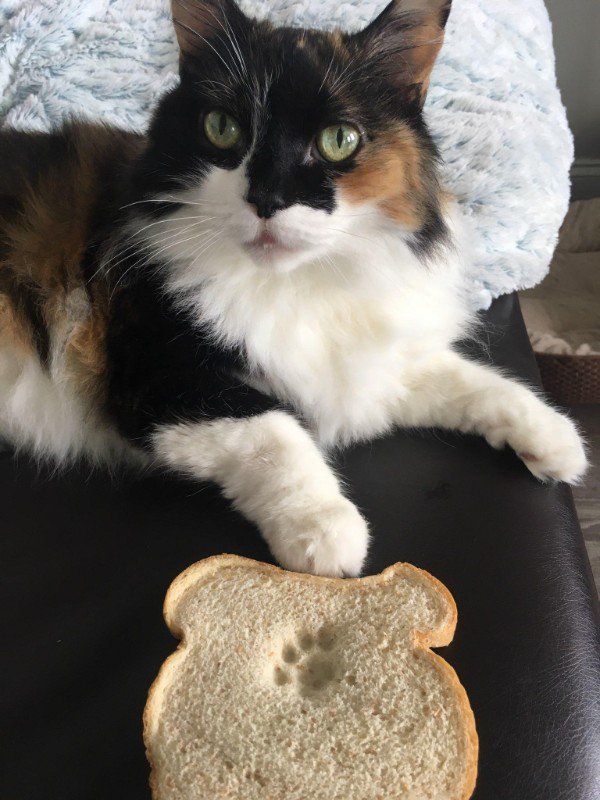 cat paw on bread