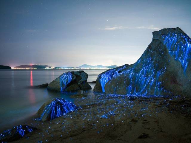 bioluminescent rocks