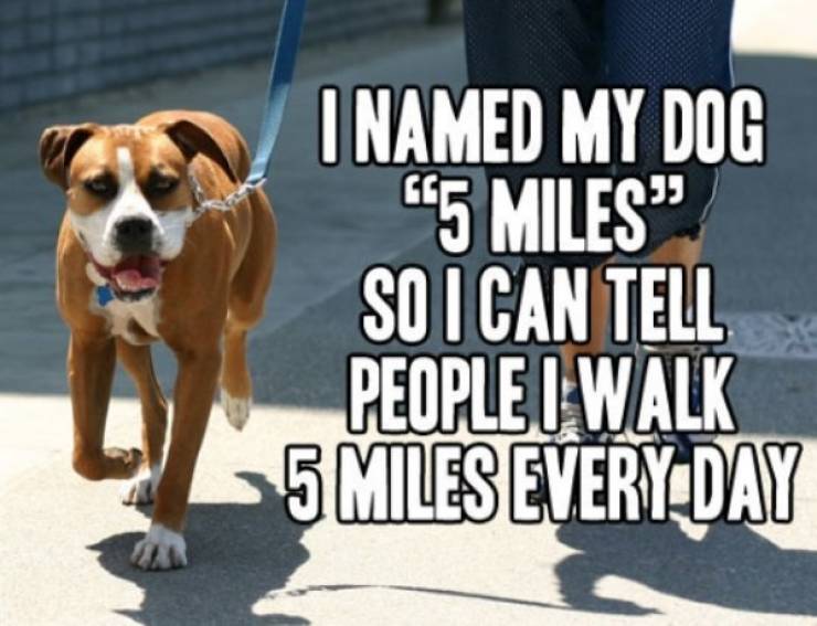 5 miles dog - I Named My Dog 45 Miles" So I Can Tell People I Walk 5 Miles Every Day