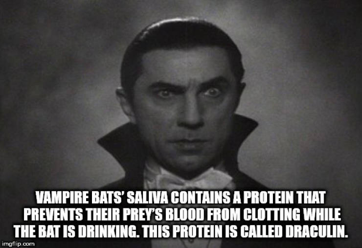 bela lugosi dracula - Vampire Bats' Saliva Contains A Protein That Prevents Their Prey'S Blood From Clotting While The Bat Is Drinking. This Protein Is Called Draculin. imgflip.com