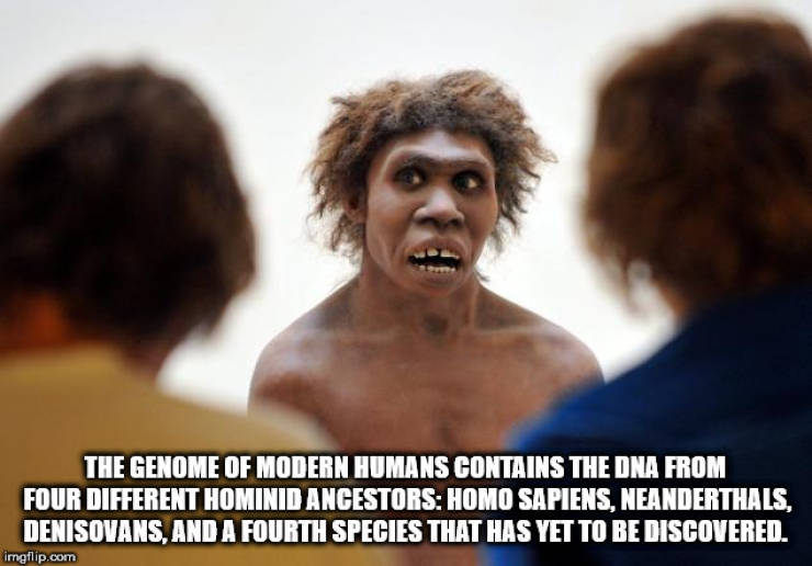 photo caption - The Genome Of Modern Humans Contains The Dna From Four Different Hominid Ancestors Homo Sapiens, Neanderthals, Denisovans. And A Fourth Species That Has Yet To Be Discovered imgflip.com