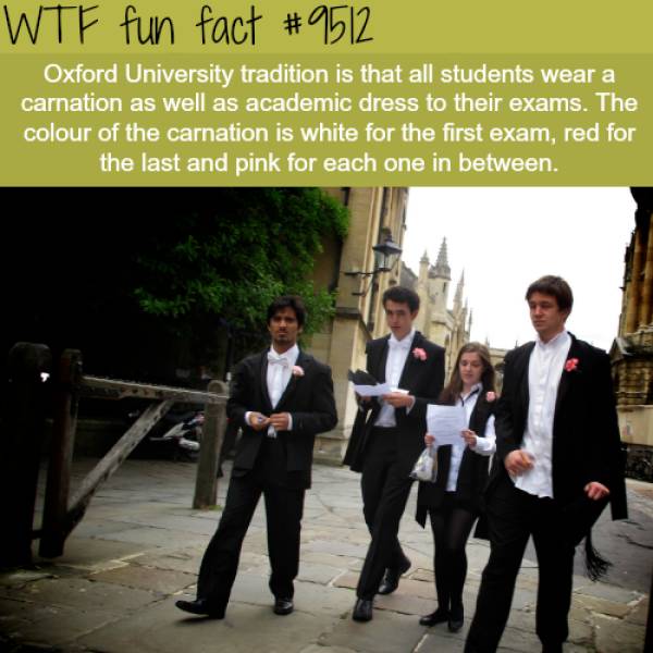oxford carnation - Wtf fun fact Oxford University tradition is that all students wear a carnation as well as academic dress to their exams. The colour of the carnation is white for the first exam, red for the last and pink for each one in between.