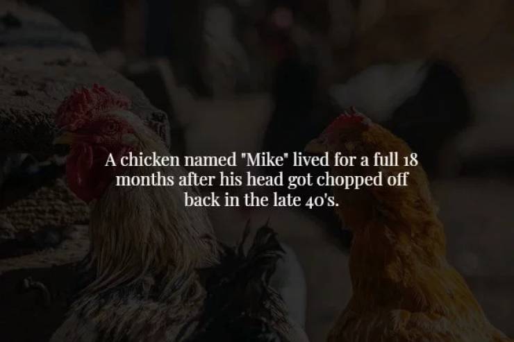Also known as "Miracle Mike" the chicken toured the country in side shows. Some believed the whole thing to be a hoax, until the University of Utah Salt Lake verified the owner's claims.