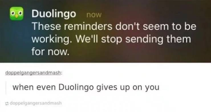 memes - software - Duolingo now These reminders don't seem to be working. We'll stop sending them for now. doppelgangersandmash when even Duolingo gives up on you doppelgangersandmash