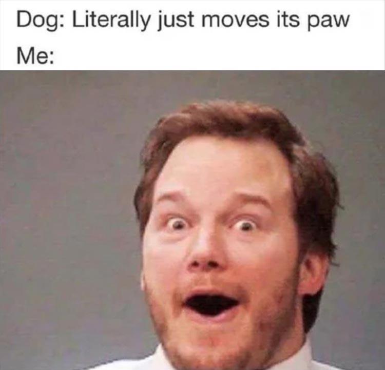 chris pratt silly face - Dog Literally just moves its paw Me