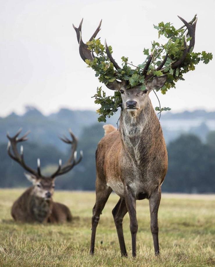 deer with foliage on antlers
