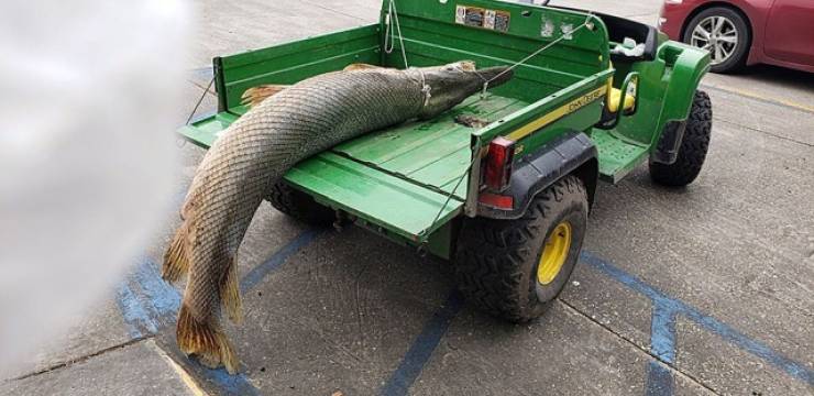 A Monstrosity Of A Giant Alligator Gar Fish