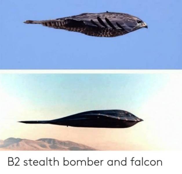 peregrine falcon b2 bomber - B2 stealth bomber and falcon