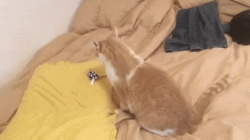 stealth activated cat gif