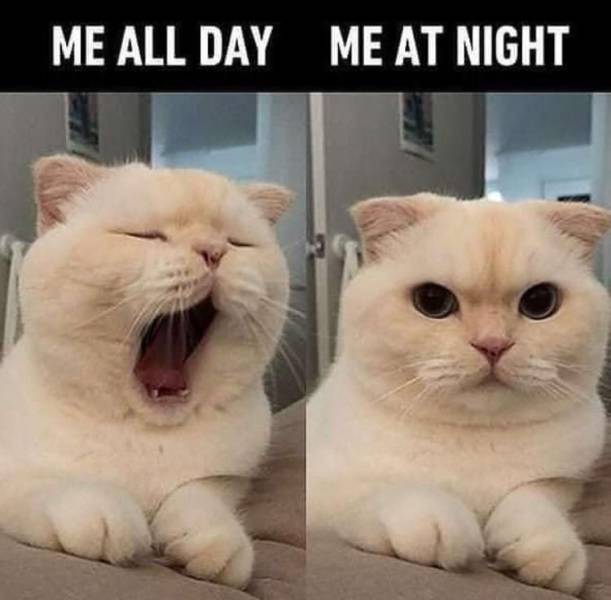 funny pics and memes - late night - Me All Day Me At Night