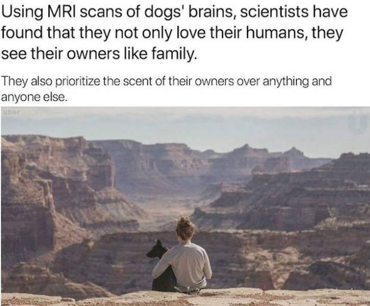 funny pics and memes - Dog - Using Mri scans of dogs' brains, scientists have found that they not only love their humans, they see their owners family. They also prioritize the scent of their owners over anything and anyone else. uber