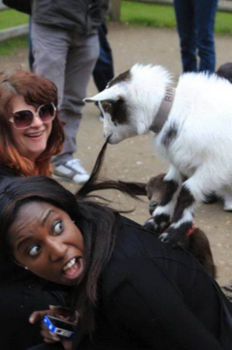 funny pics and memes - woman looking scared as a goat bites her hair