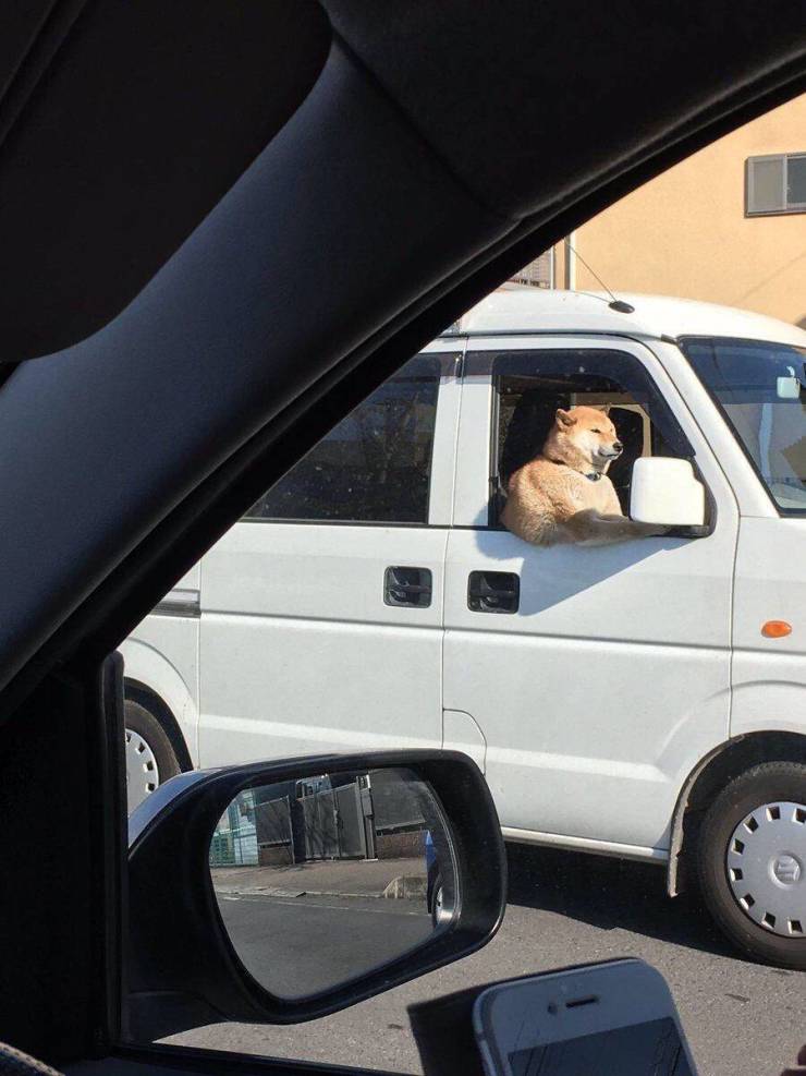 funny pics and memes - Doge driving a car