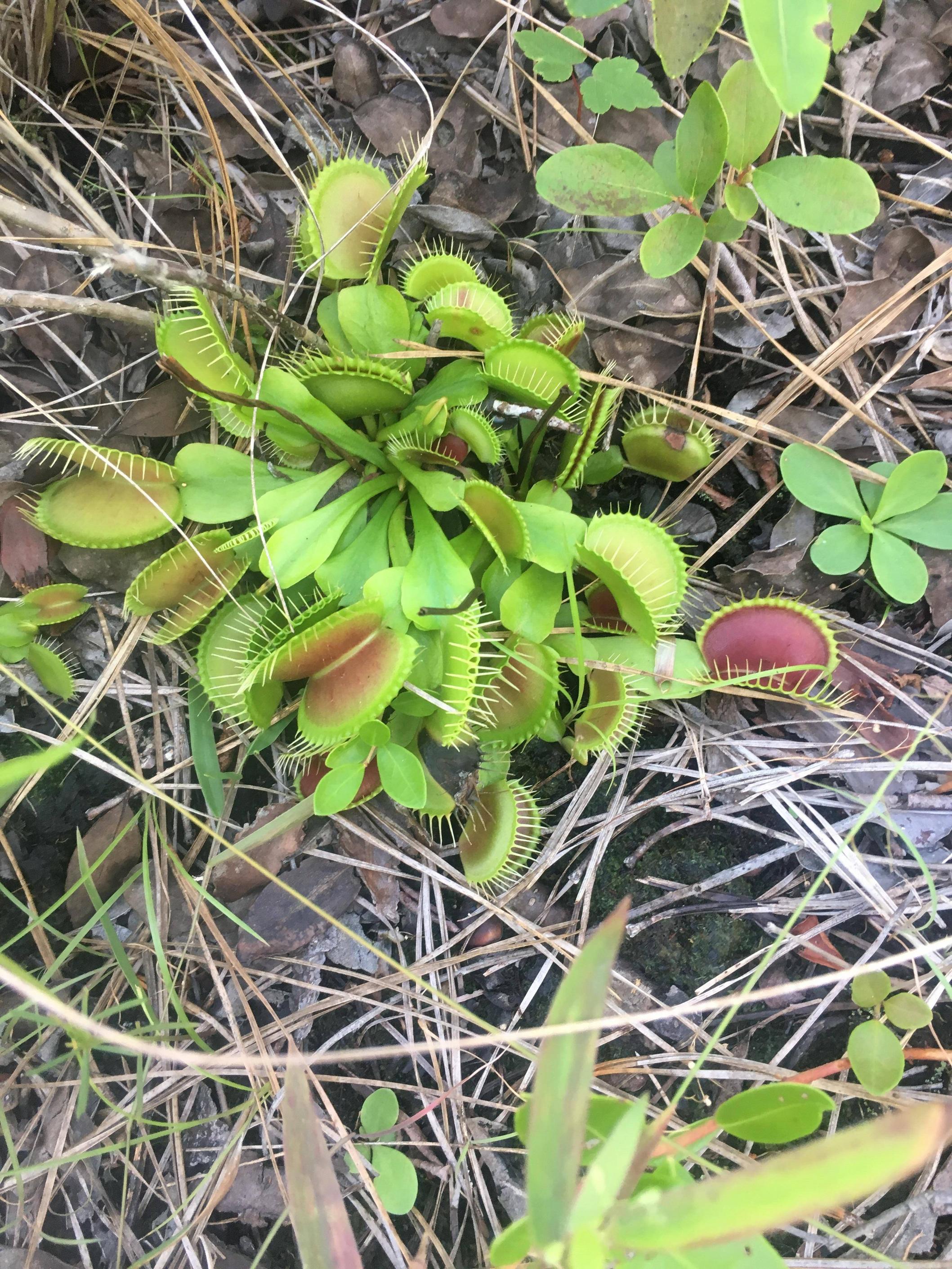 venus flytrap huge