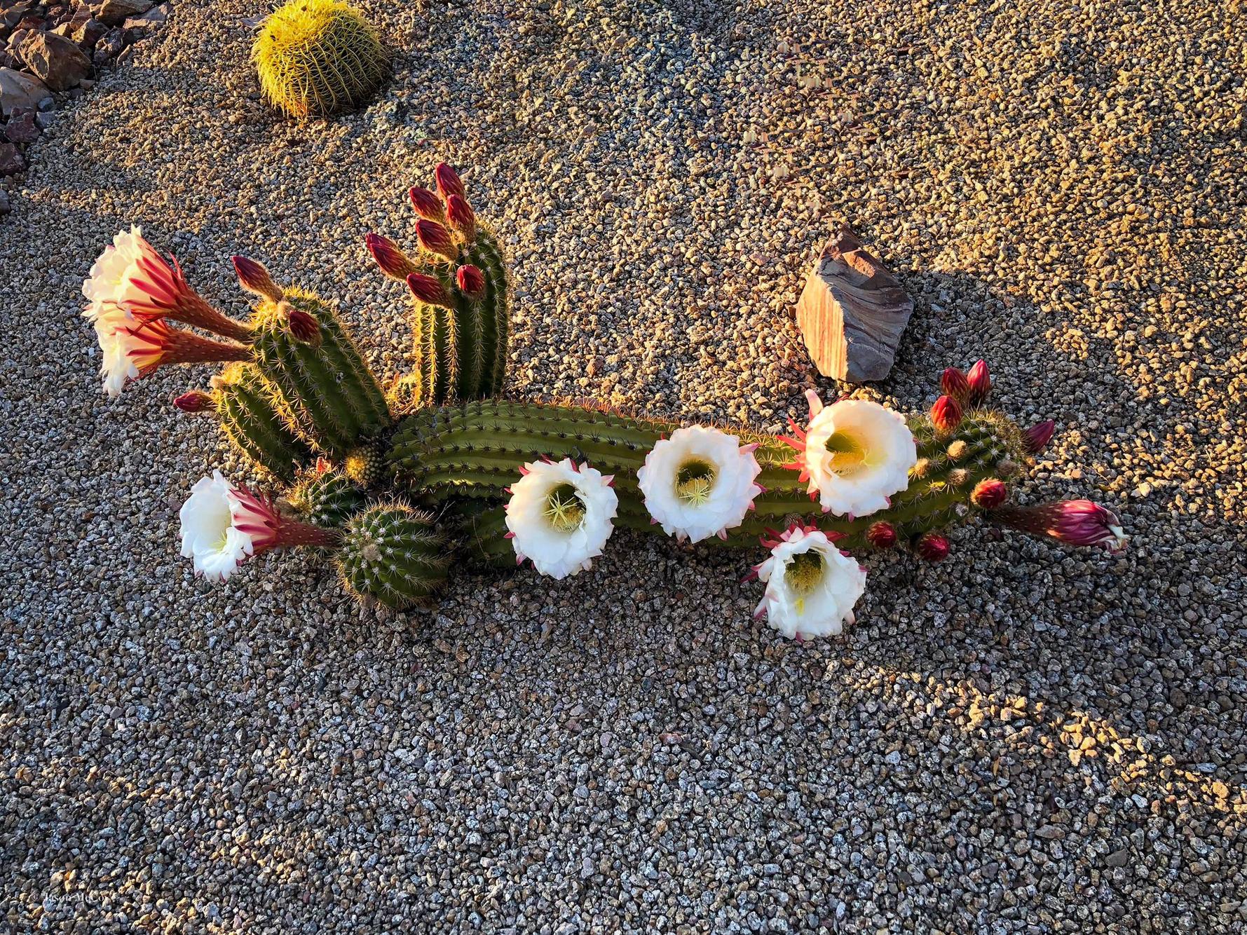 blooming cactus in arizona