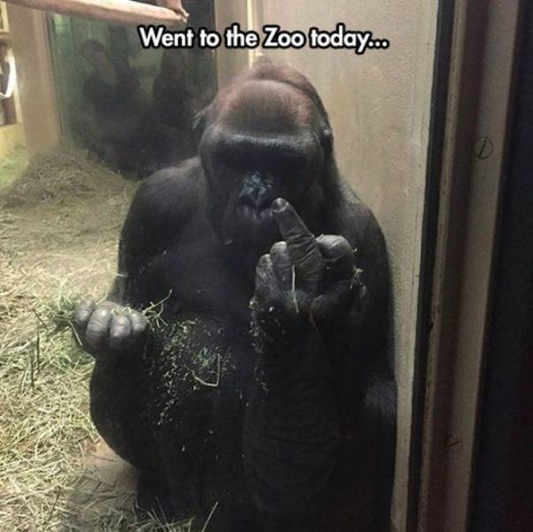 funny pics - funny gorilla middle finger - Went to the Zoo today...